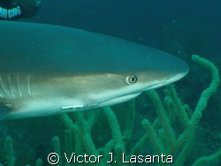 close up of a reef shark in shark arena dive site at Baha... by Victor J. Lasanta 